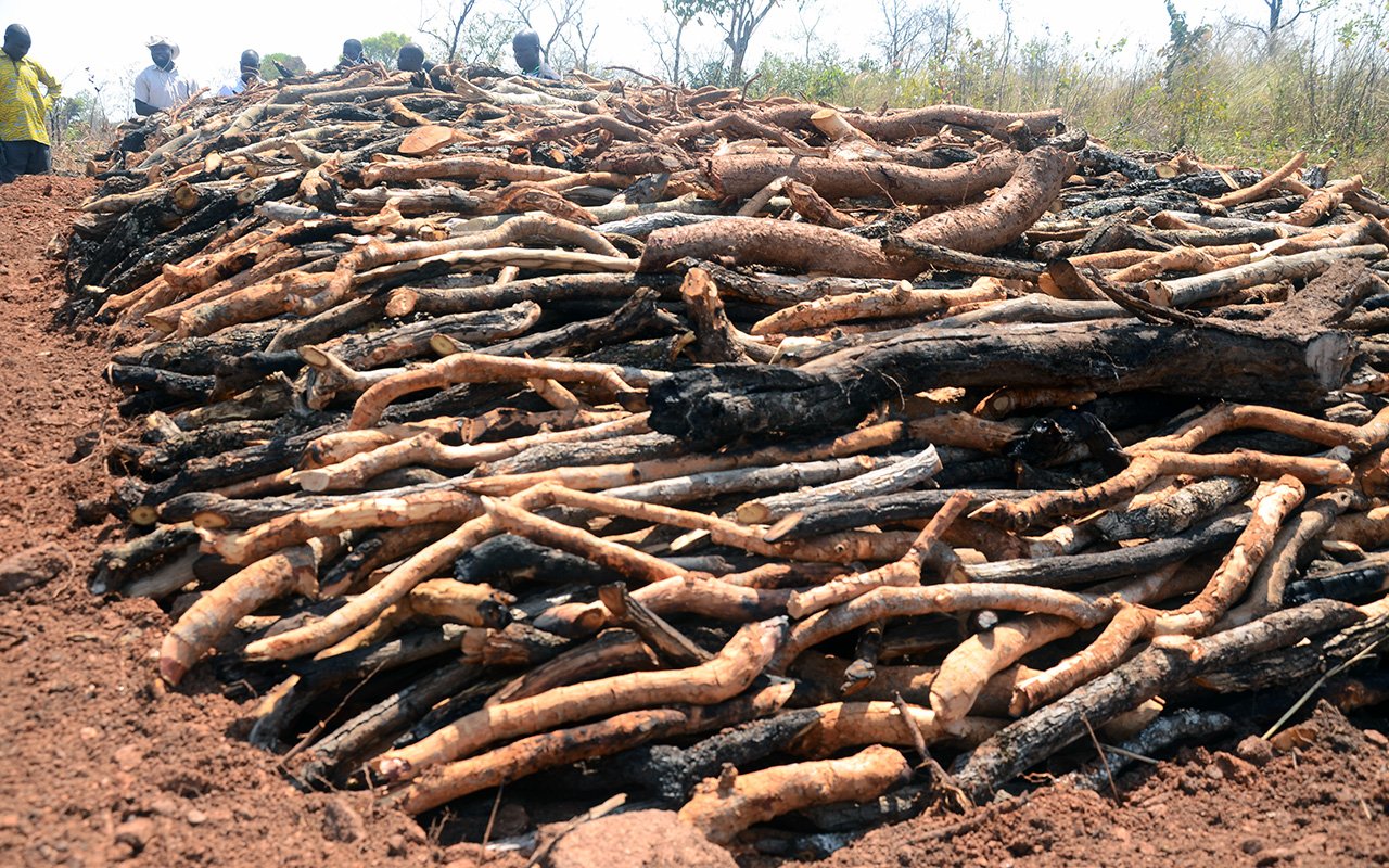 Deforestation in Uganda